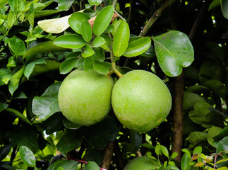 Pomelo fruit in the tree. Helthy green pomelo fruit