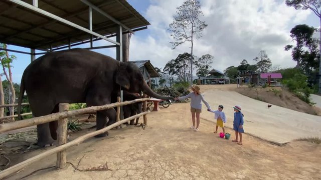 Full body mother with kids feeding elephant while visiting zoo on summer day