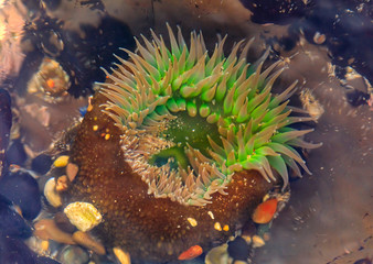 Giant green anemone in a tide pool at Fitzgerald Marine Reserve in Northern California, Bay Area south of San Francisco