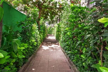 Alley of fresh green plants. Outdoor hedge.