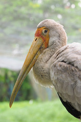 Yellow billed stork (Mycteria ibis) with nature background.