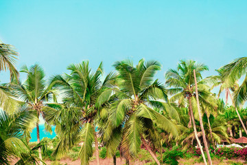 Coconut trees against a clear blue sky. Tropics.
