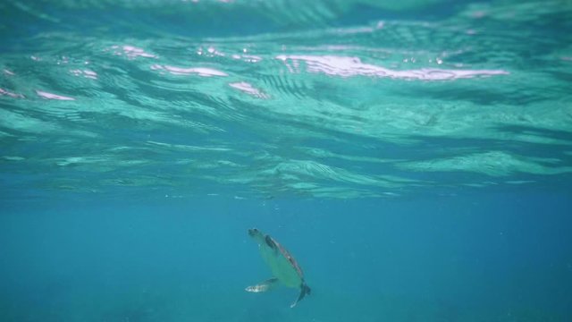 Hawksbill Sea Turtle (Eretmochelys imbricata) taking ari from blue tropical water surface, underwater 4k shot
