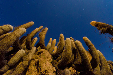 Jubones es un desierto hermoso entre Azuay y Loja, Ecuador