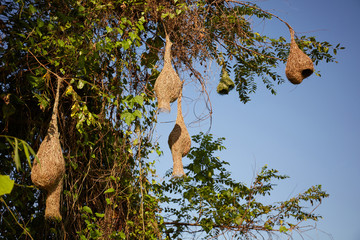 Ploceus bird’s nest