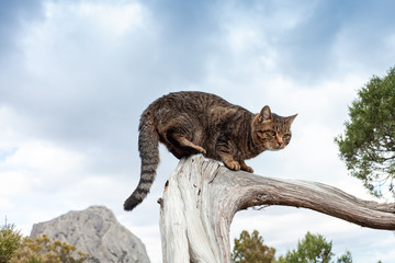 Tabby stray cat sitting on a tree branch, soft focus.