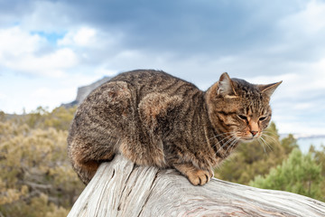 Tabby calm cat sitting on a tree branch, soft focus.
