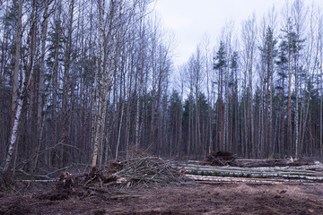 Unauthorized timber cutting or timber harvesting in the spring or autumn forest or park in the cloudy day. Cutted beams or tranks with the heaps of branches on the background of the forest