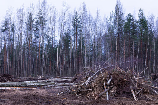 Unauthorized timber cutting or timber harvesting in the spring or autumn forest or park in the cloudy day. Cutted beams or tranks with the heaps of branches on the background of the forest