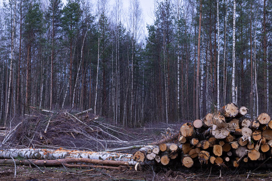 Unauthorized timber cutting or timber harvesting in the spring or autumn forest or park in the cloudy day. Cutted beams or tranks with the heaps of branches on the background of the forest