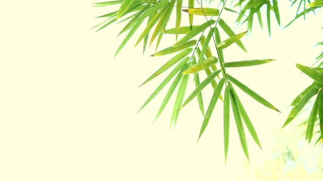 close up bamboo leaf in the sunlight morning , Nature fresh green background for zen meditation concept