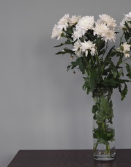 Bouquet of white chrysanthemums in a high glass vase on a gray background.Space for text.Side view.
