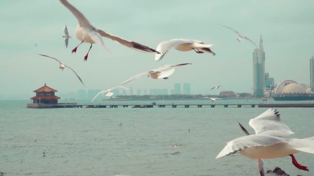 slow motion of seagulls flying on the sea,Qingdao Zhan Qiao.Qingdao trestle bridge seagull