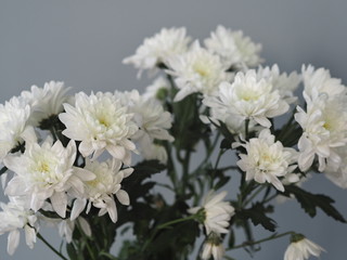Postcard.Bouquet of white chrysanthemums in a glass vase on the stairs on a gray background.