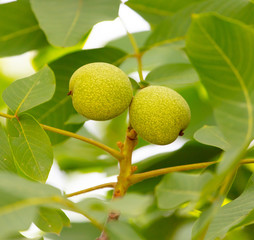 Green walnuts on the branches of a tree