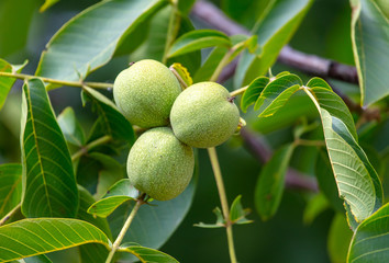Green walnuts on the branches of a tree