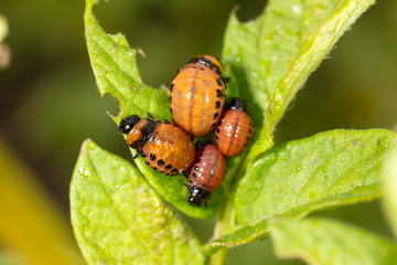 Colorado beetles eat potato leaves