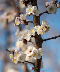Apricot flowers on a background of blue sky in spring