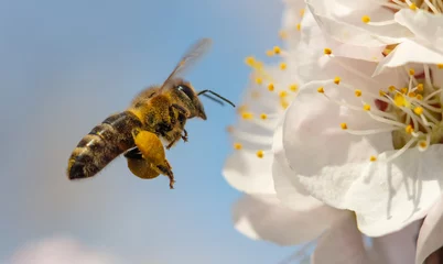 Afwasbaar Fotobehang Bij Een bij verzamelt honing van een bloem