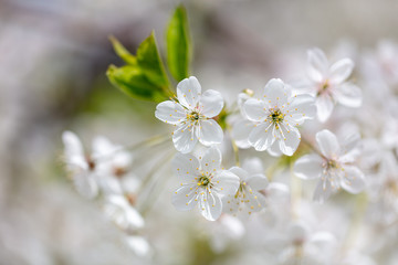 White flowers on a fruit tree on nature