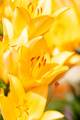 Obraz premium Yellow flower in the park.