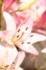Pink flower in the park.