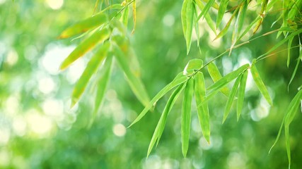 close up bamboo leaf in the sunlight morning , Nature fresh green background for zen meditation concept