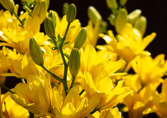 Obraz premium Yellow flower in the park.