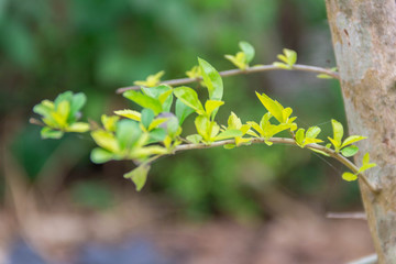 green leaves of tree in spring