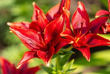 Red flower in the park.