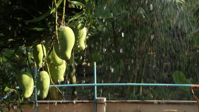 Mango tree in the rain on the green dark background