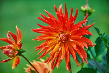 Beautiful red Dahlia flower in the garden close-up. Flower Dahlia macro photography.