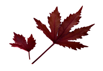 Red maple leaf as an autumn symbol as a seasonal themed concept as an icon of the fall weather on an isolated white background.