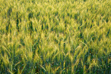 background abstract barley rice demonstration plot