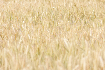background abstract barley rice demonstration plot