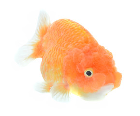 Beautiful Ranchu Lion Head cross breed Gold Fish diving in fresh water glass tank with blue background.