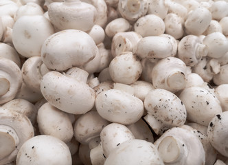 White champignons on a shelf in a store