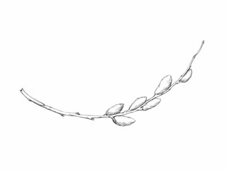 Weidenkätzchen © Annika Gandelheid