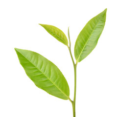 green tea leaf isolated on white background