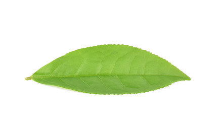 green tea leaf isolated on white background