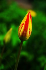 one yellow-red tulip on a natural green background