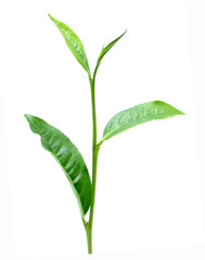 green tea leaf isolated on white background