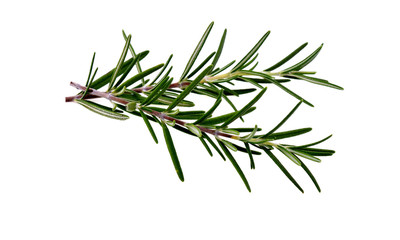 Fototapeta premium Rosemary isolated on white background