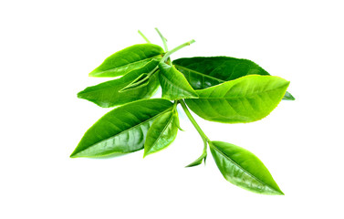 Green tea leaves isolated on white background