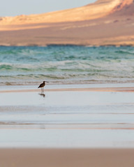 Bird on a beach in Socotra Island, Yemenese Unesco World Heritage Site in Indian Ocean