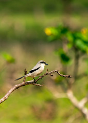 Abyssinian Wheatear in Socotra Island, Yemenese Unesco World Heritage Site in Indian Ocean