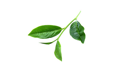 green tea leaf isolated on white background