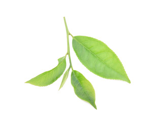 Obraz premium Green tea leaf isolated on white background