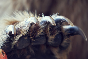 Fototapeta premium Paw brown bear with claws.
