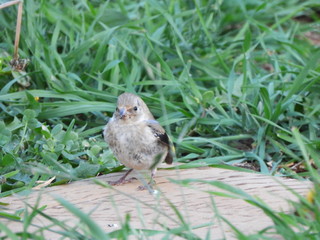 Bird standing on the ground